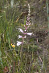 Godfrey's false dragonhead